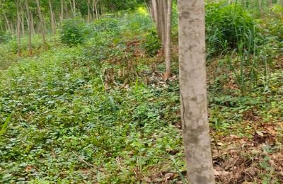 លក់ដីចម្ការកៅស៊ូ